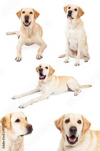 Set of Yellow Labrador Retriever Photos