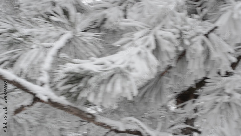 Snow winter Snow winter