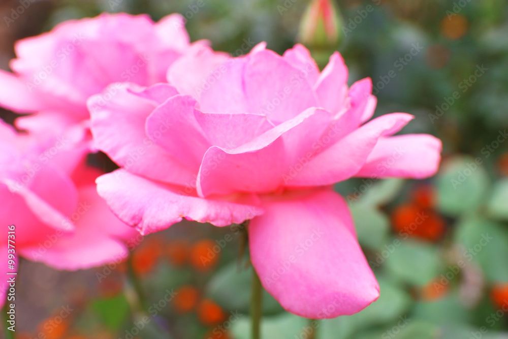 Beautiful pink roses in garden, close up Beautiful pink roses in garden, close up