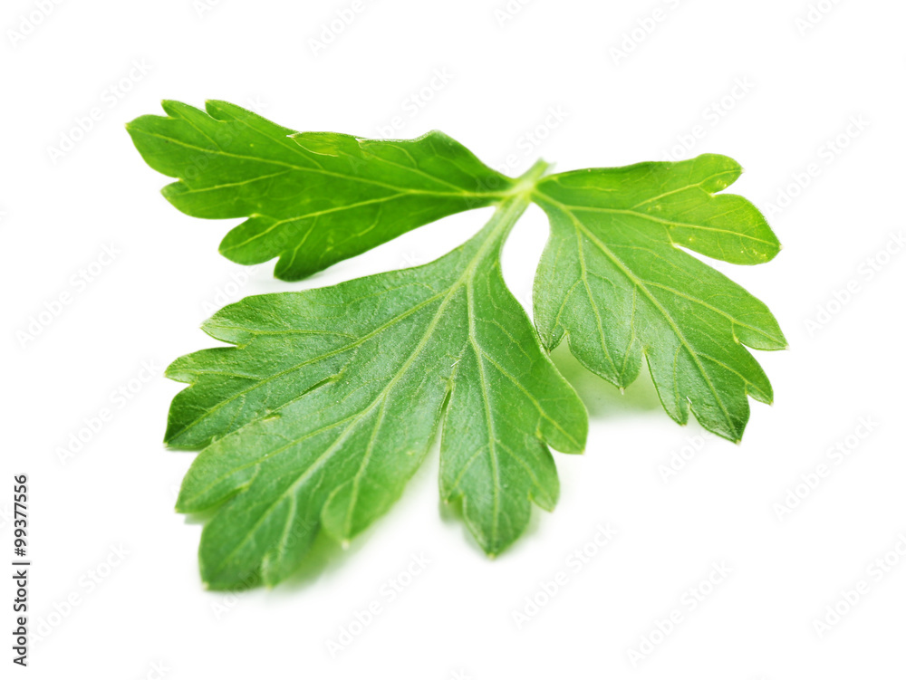 Fresh parsley isolated on white Fresh parsley isolated on white