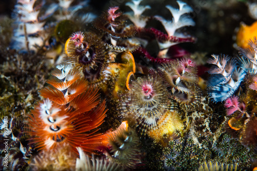 Christmas Tree Worms on Reef