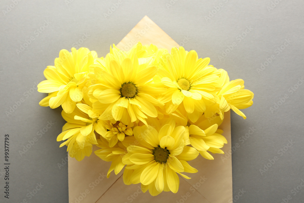 Yellow chrysanthemum in envelope on grey background Yellow chrysanthemum in envelope on grey background