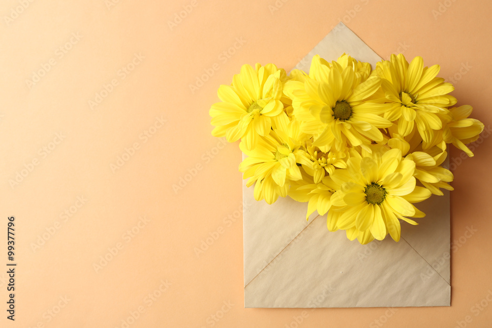 Yellow chrysanthemum in envelope on beige background Yellow chrysanthemum in envelope on beige background