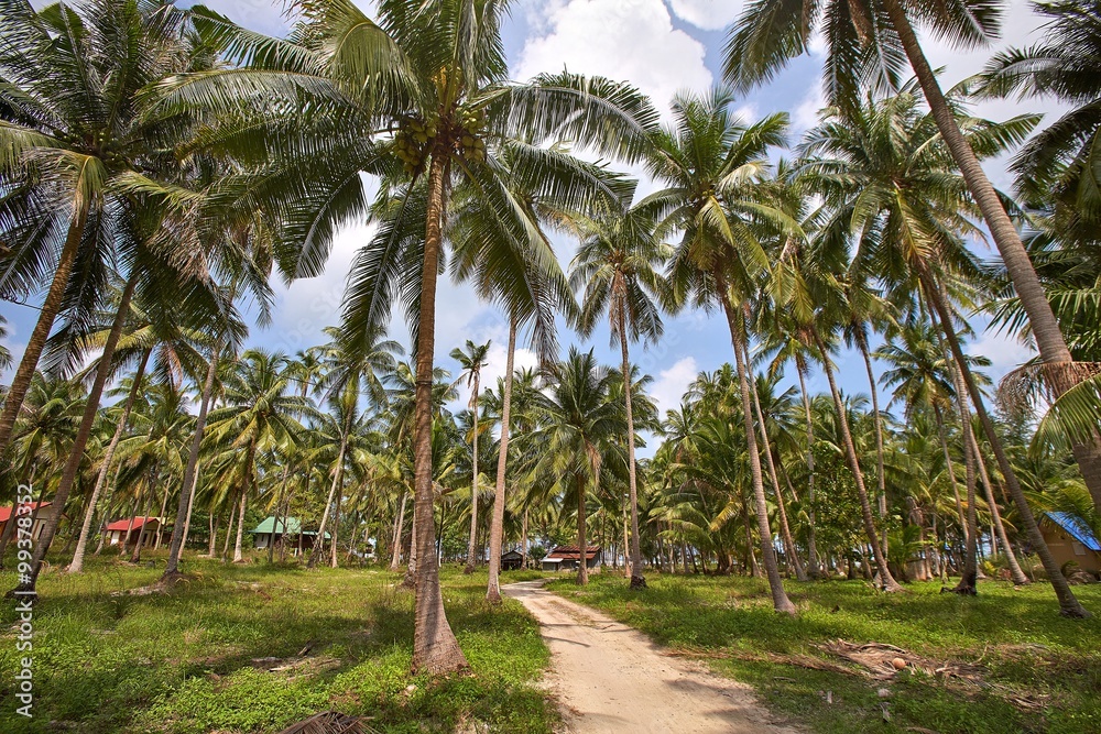 branches of coconut palms under blue sky