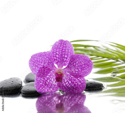 Black stones with pink orchid