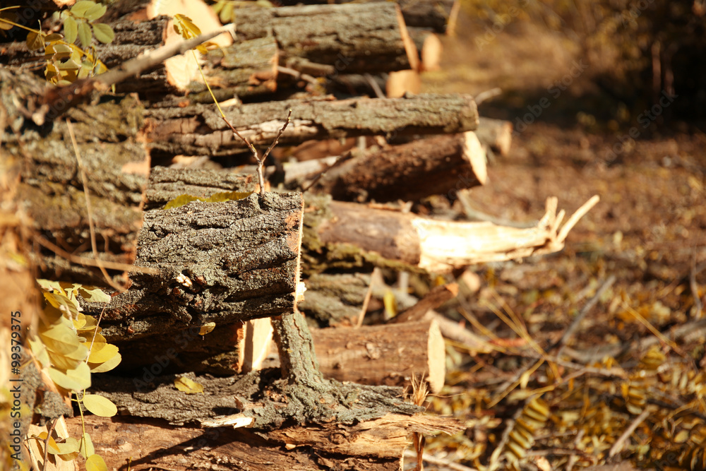 Felled tree trunks stacked together Felled tree trunks stacked together