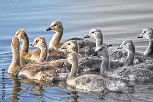 Group of Baby Geese swimming together on calm waters Fototapet