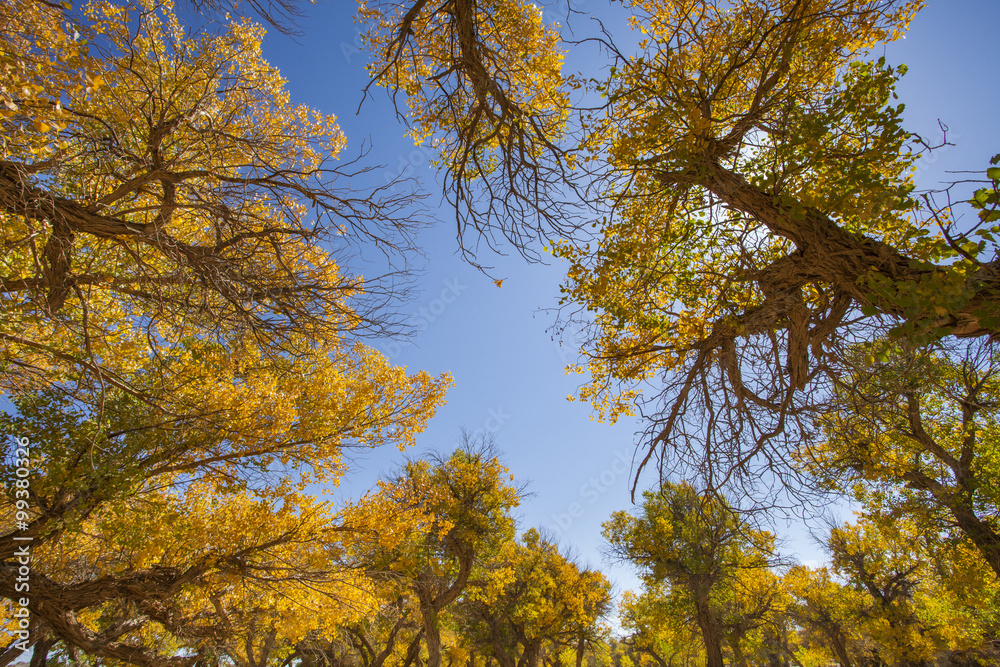 Fototapeta premium Woods in Inner Mongolia, China
