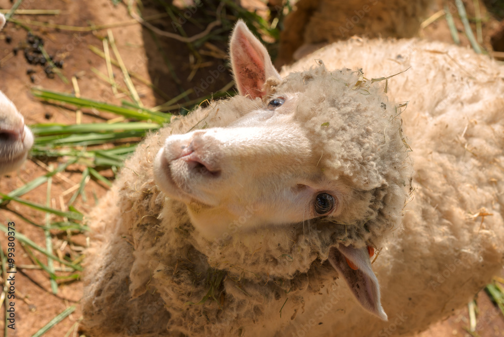close up sheep in the grass on a sunny day. close up sheep in the grass on a sunny day.