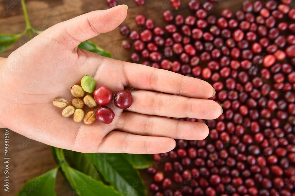 Fresh coffee bean in hand on red berries coffee backgourng Fresh coffee bean in hand on red berries coffee backgourng
