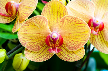 Poster Orchidee Gele orchidee in detail  © voraphong pirawd