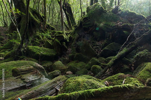 Fototapeta Naklejka Na Ścianę i Meble -  Forest of moss World Natural Heritage Yakushima
