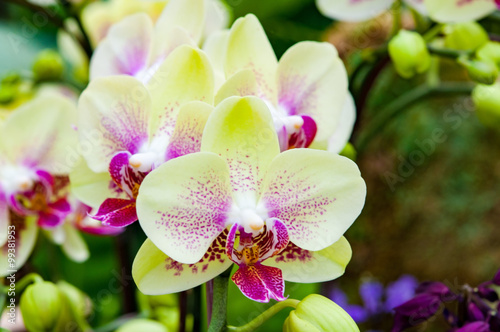 Close up yellow orchid