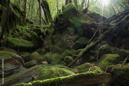 Forest of moss World Natural Heritage Yakushima