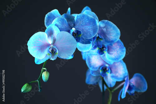 Fototapeta Naklejka Na Ścianę i Meble -  Beautiful blue orchid flower on black background