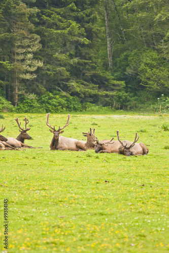 herd of elk on grassy green field