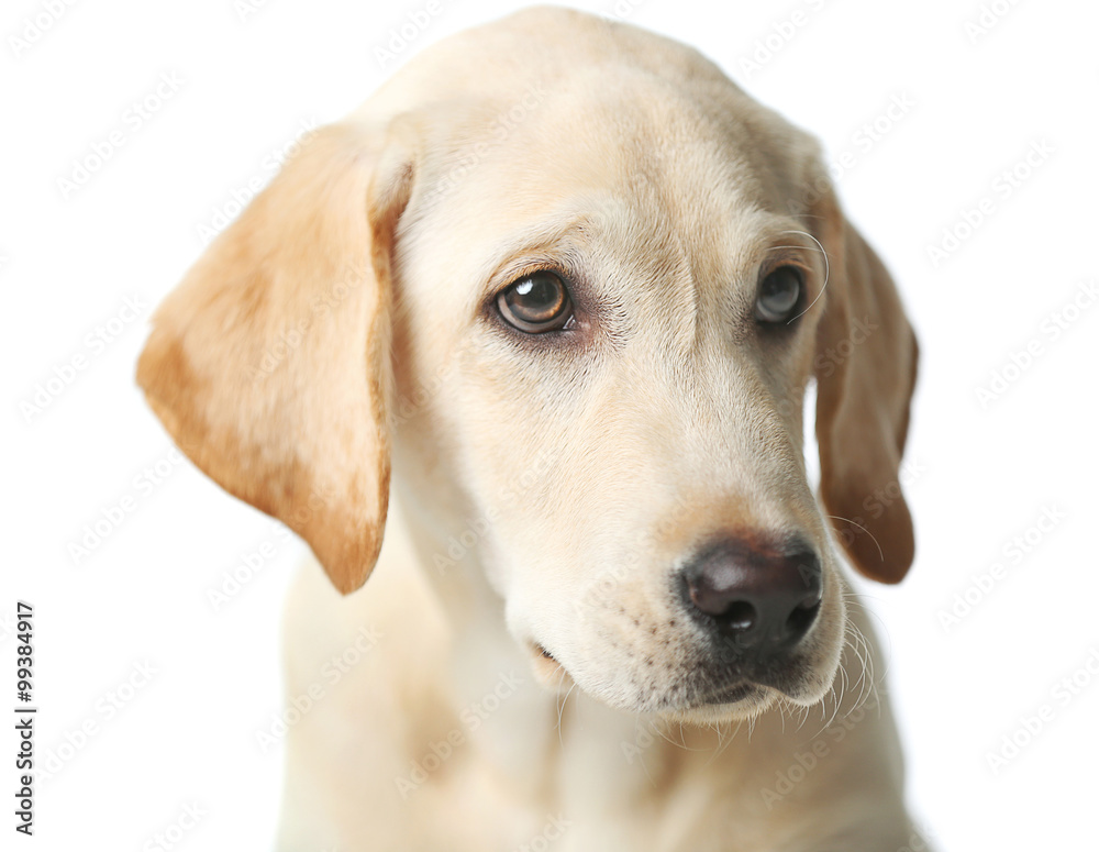 Portrait of beautiful Labrador retriever isolated on white background, close up Portrait of beautiful Labrador retriever isolated on white background, close up