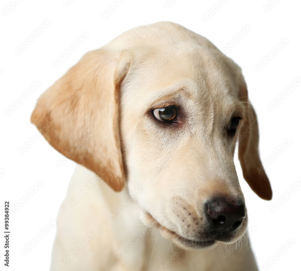 Portrait of beautiful Labrador retriever isolated on white background, close up Portrait of beautiful Labrador retriever isolated on white background, close up