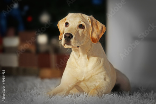 Fototapeta Naklejka Na Ścianę i Meble -  Beautiful Labrador retriever in decorated Christmas room