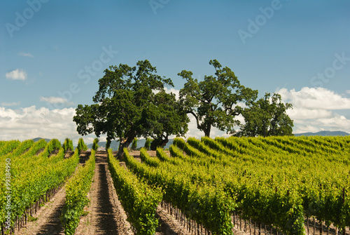 Vineyard in Spring