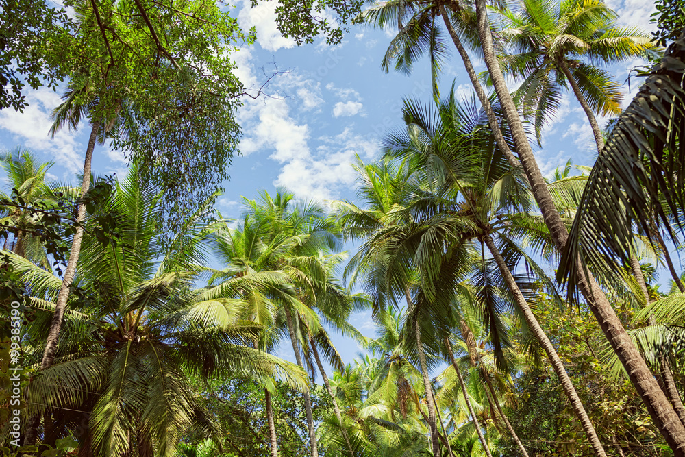 Fototapeta premium Palm trees against the blue sky