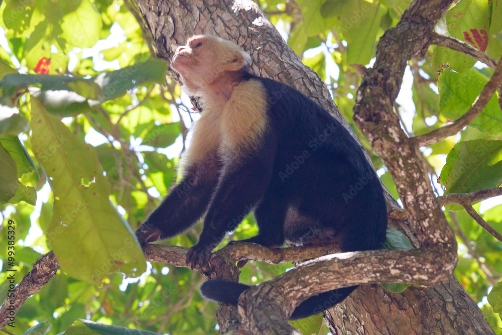 capuchin monkey capuchin monkey