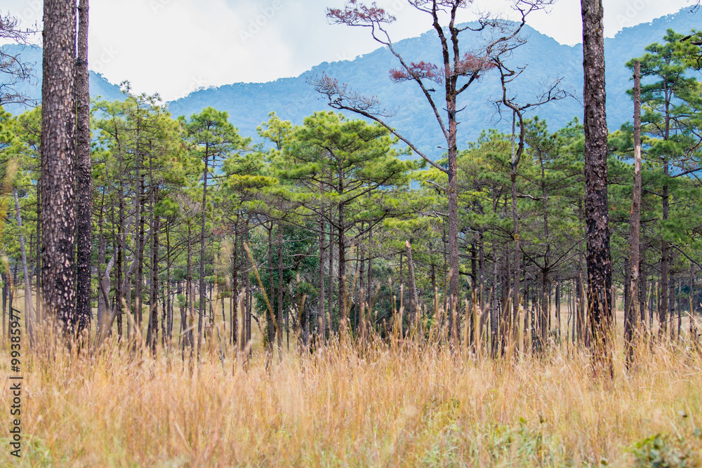 Obraz premium pine Forest