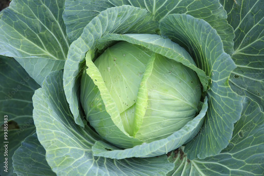 Fototapeta premium green cabbage crops in growth at field