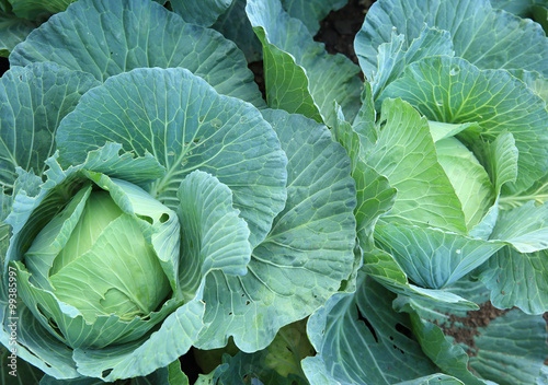 green cabbage crops in growth at field