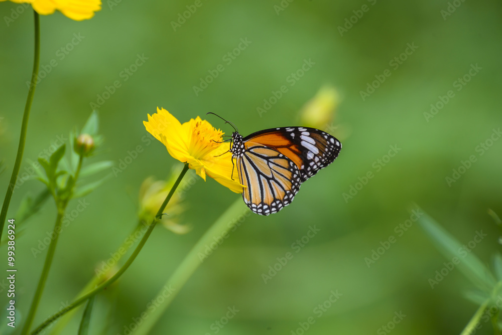 Fototapeta premium Butterfly