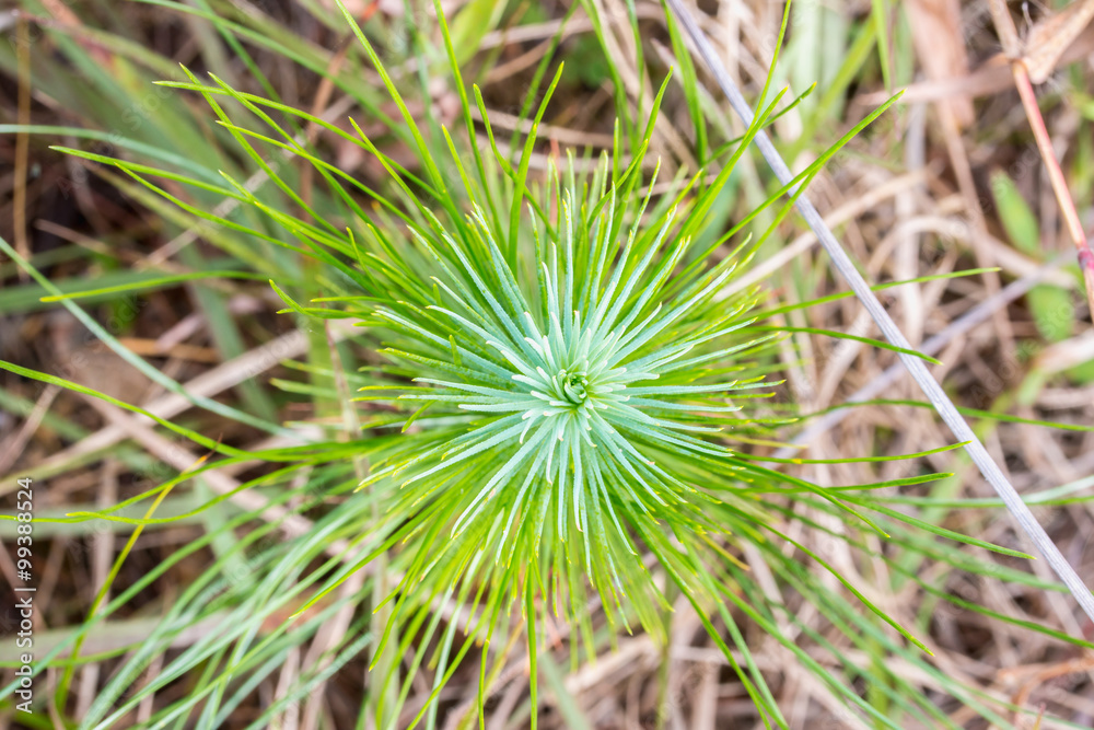 Top view Young pine tree seedling. Top view Young pine tree seedling.