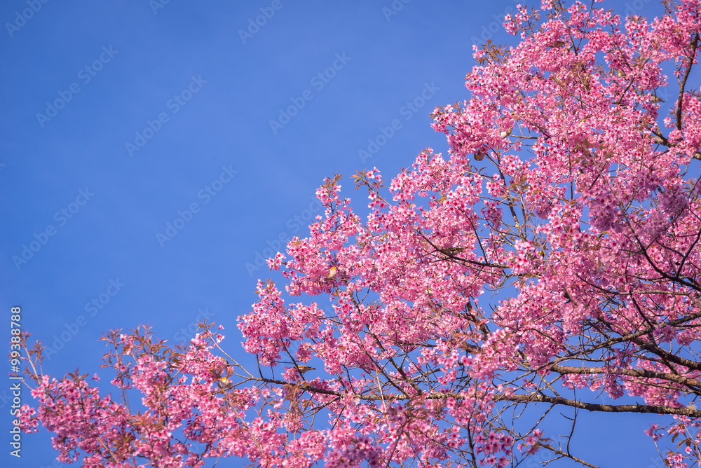 Wild Himalayan Cherry , Sakura , Cherry Blossoms grows in the mountains and creates fabulous pink blossoms each winter at Northern Thailand with blue sky on background. Wild Himalayan Cherry , Sakura , Cherry Blossoms grows in the mountains and creates fabulous pink blossoms each winter at Northern Thailand with blue sky on background.