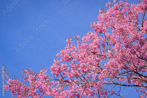 Wild Himalayan Cherry , Sakura , Cherry Blossoms grows in the mountains and creates fabulous pink blossoms each winter at Northern Thailand with  blue sky on background.