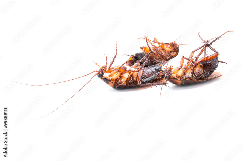 Cockroaches dead on white background Cockroaches dead on white background