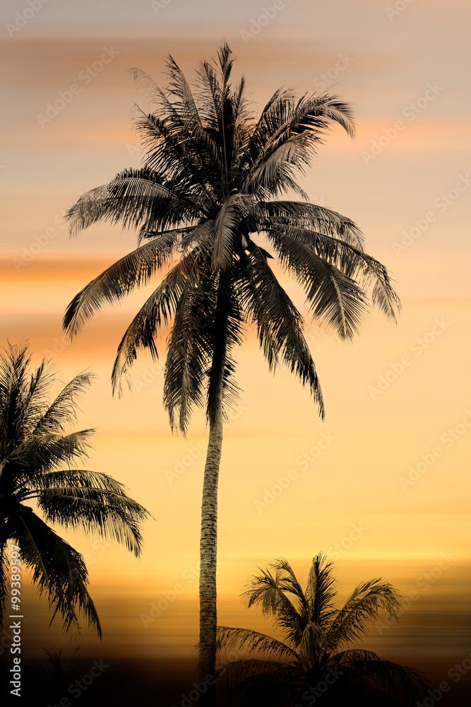 Coconut trees silhouette background sunset.