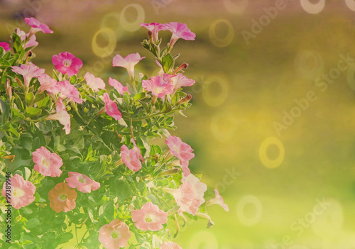 tiny pink blossom flowers