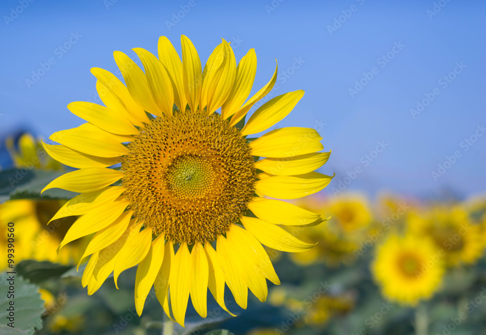 Sunflowers,Sunflowers blooming against a bright sky Sunflowers,Sunflowers blooming against a bright sky