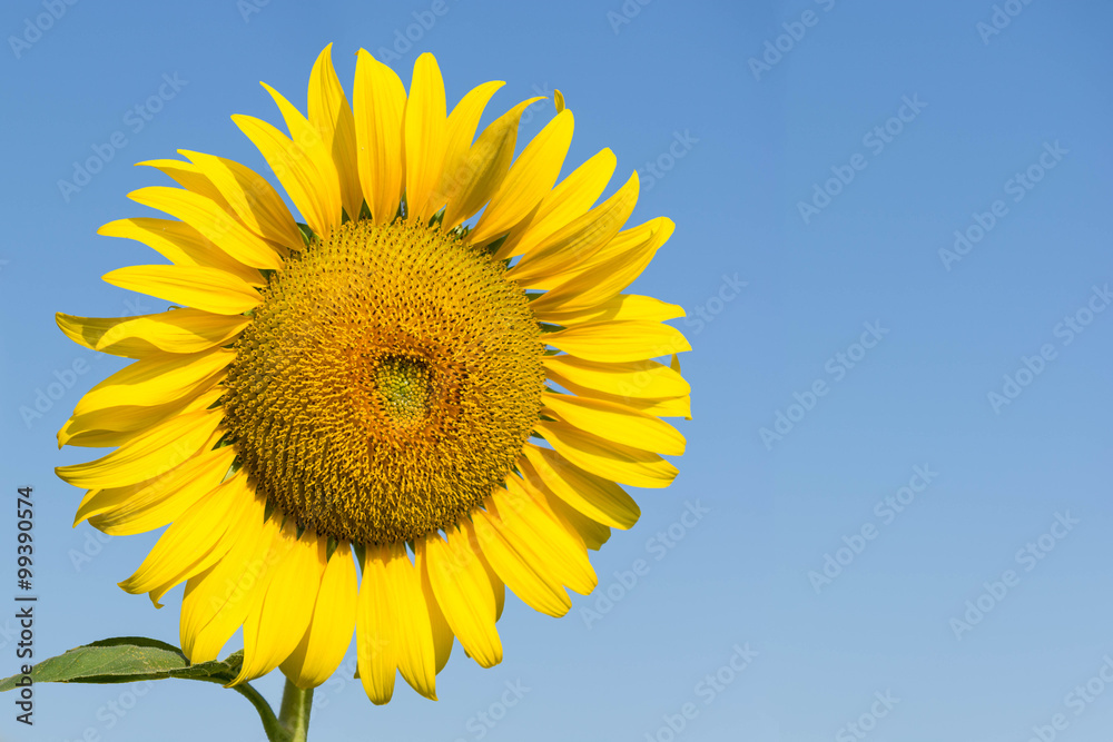 Sunflowers,Sunflowers blooming against a bright sky Sunflowers,Sunflowers blooming against a bright sky