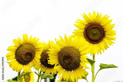 Fototapeta Naklejka Na Ścianę i Meble -  blossom sunflowers
