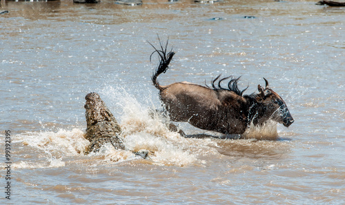 The antelope Blue wildebeest ( connochaetes taurinus ), has undergone to an attack of a crocodile.