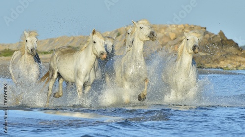 Fototapeta Naklejka Na Ścianę i Meble -  Herd of White Camargue Horses running on the water