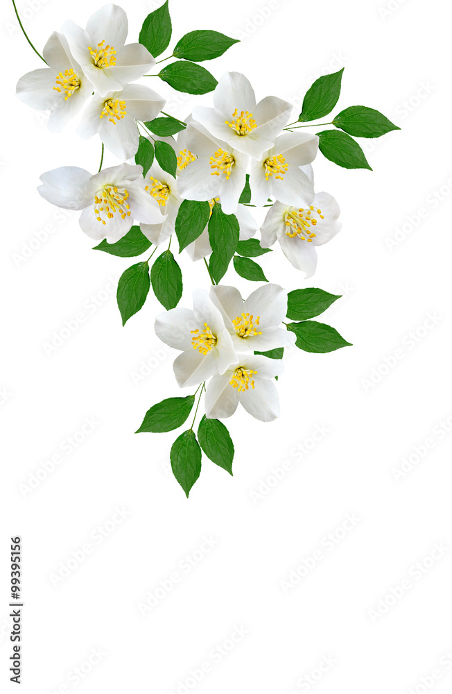 Fototapeta premium jasmine white flower isolated on white background