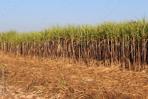 Prepare Sugarcane Field