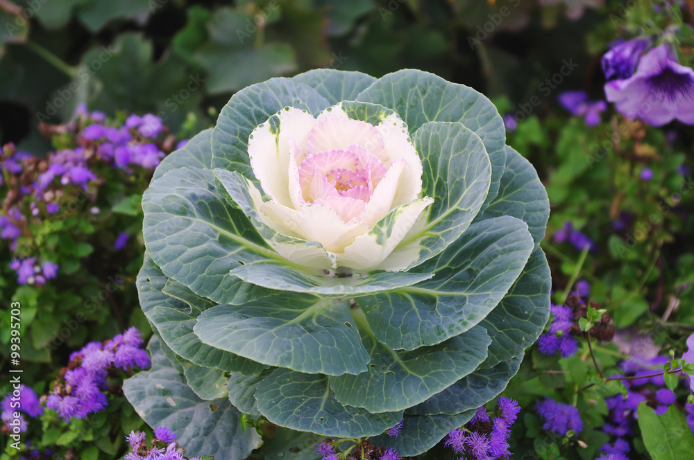 Obraz premium decorative cabbage vegetable curly (Brassica oleracea var. acephala)