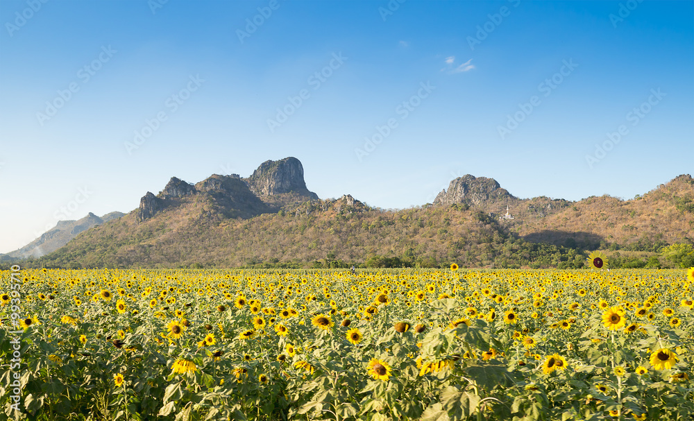 sunflowers field, with blue sky on sunny day: LOPBURI,THAILAND
