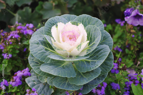 decorative cabbage vegetable curly (Brassica oleracea var. acephala)