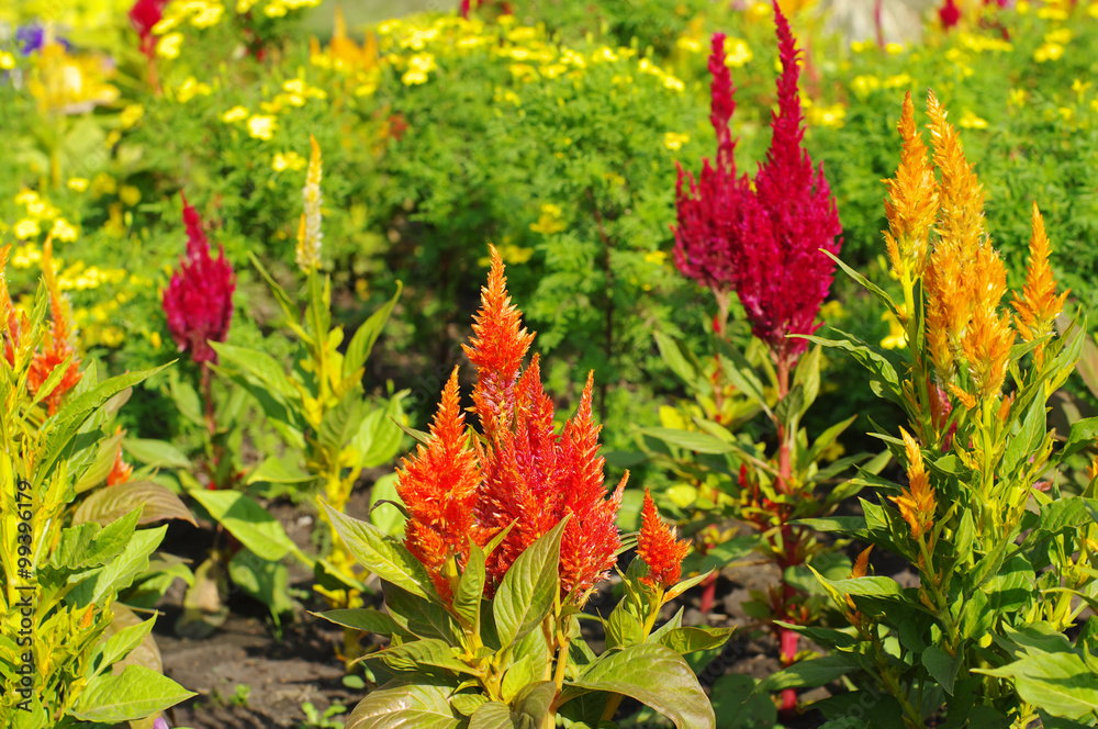 colorful flowers of Celosia plumosa on flowerbed, local focus, shallow DOF colorful flowers of Celosia plumosa on flowerbed, local focus, shallow DOF
