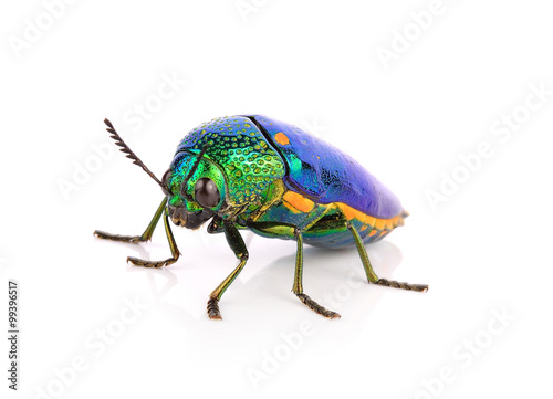 metallic wood-boring beetle isolated on white background. © wannadang1