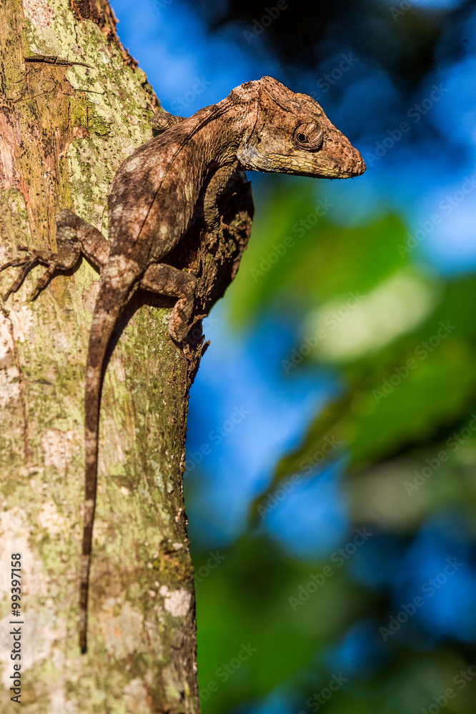 Anolis (Chamaeleolis) guamuhaya (Escambray Bearded Anole).