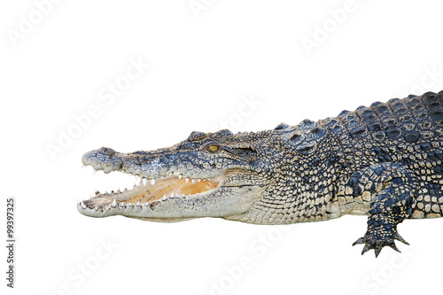 saltwater crocodile, crocodylus porosus, jaws open wide on a white background.
